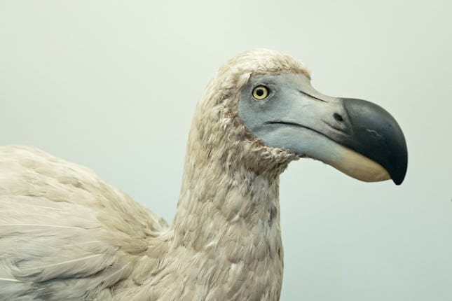 Reconstruction of an extinct Dodo bird. (Photo by: David Tipling/Education Images/Universal Images G...