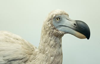 Reconstruction of an extinct Dodo bird. (Photo by: David Tipling/Education Images/Universal Images G...