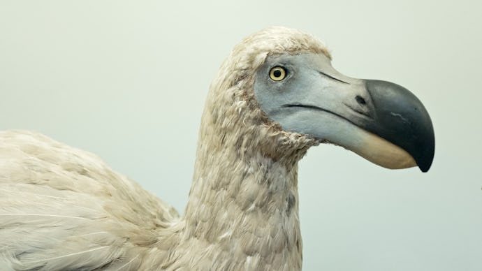 Reconstruction of an extinct Dodo bird. (Photo by: David Tipling/Education Images/Universal Images G...