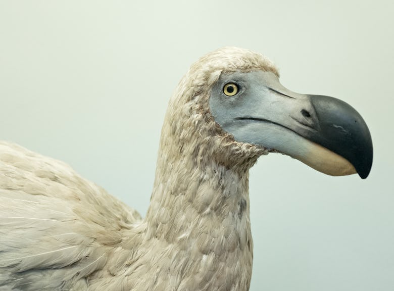 Reconstruction of an extinct Dodo bird. (Photo by: David Tipling/Education Images/Universal Images G...