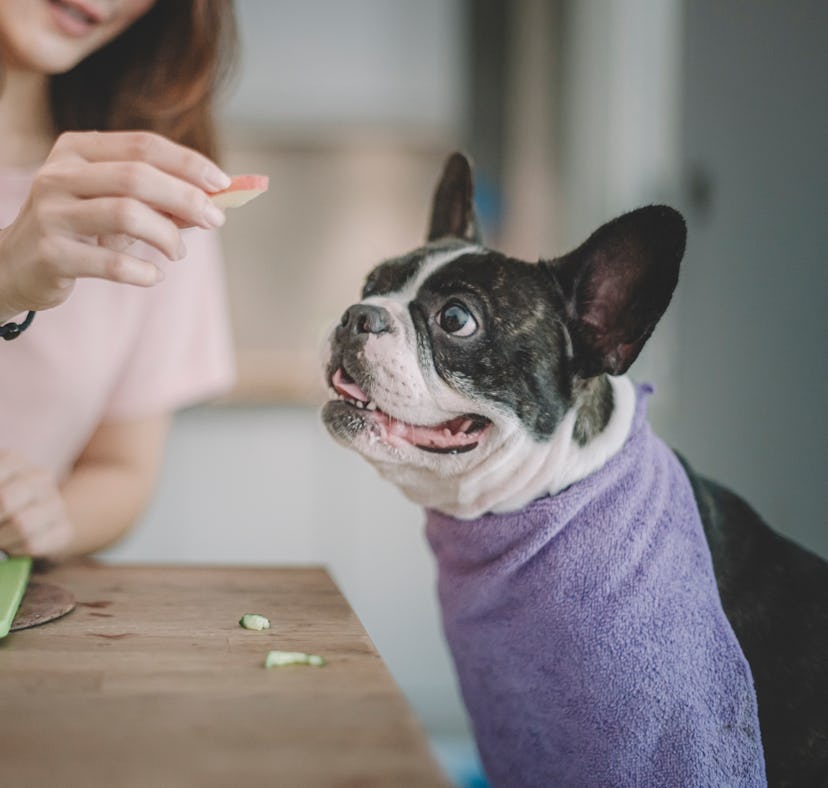 A woman gives her dog a snack while making a barkuterie board at home.
