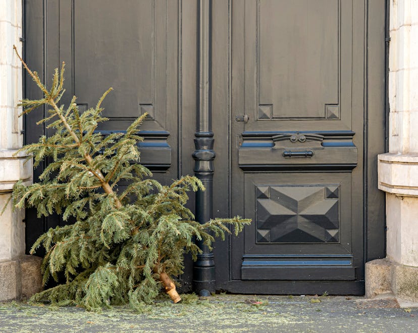 Christmas tree put out for garbage after the holiday season for article on what to do trees after ch...