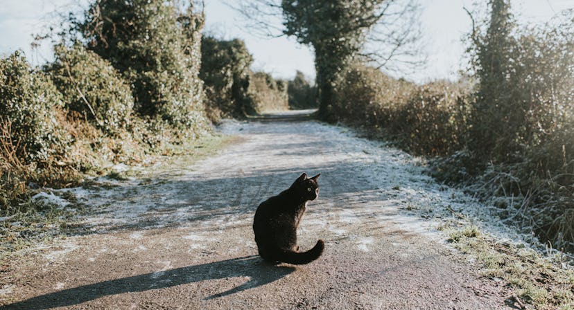 A relaxed black cat in sitting on a frosty path in a round up of Friday the 13th captions for instag...
