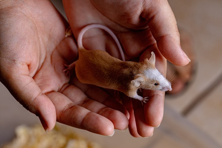 Small House Mouse of the species Mus musculus