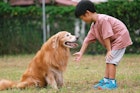 在公园里，一个男孩想和他的金毛猎犬握手。