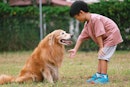 的画像一个男孩想要从他的金毛猎犬在公园里握手。