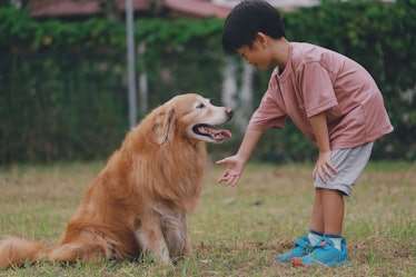 Portrait of a boy wanting a handshake from his Golden Retriever in a park.