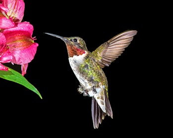 Ruby Hummingbird