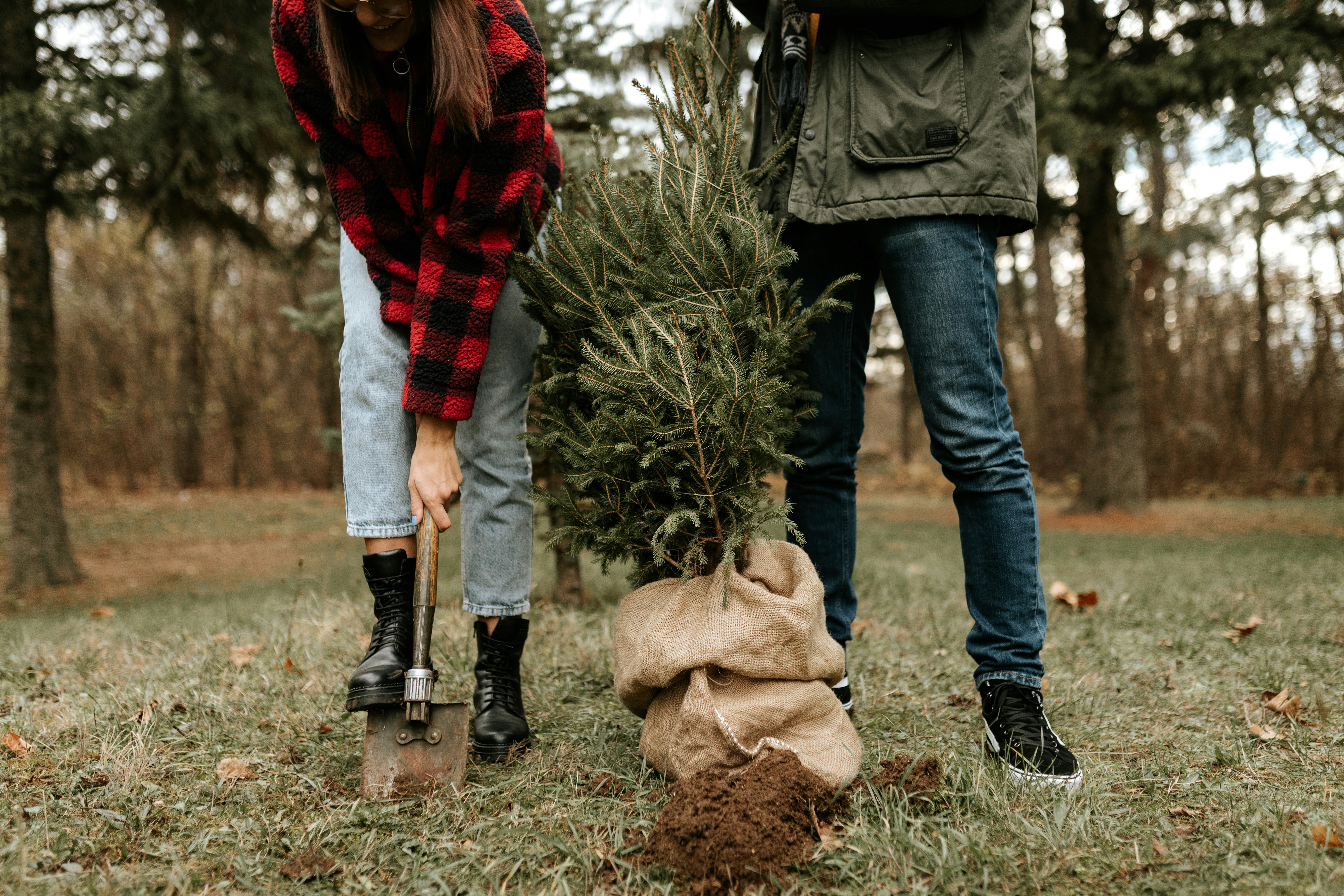 Couple planting a tree in a story about how to use your Christmas tree in the garden