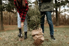 Couple planting a tree in a story about how to use your Christmas tree in the garden
