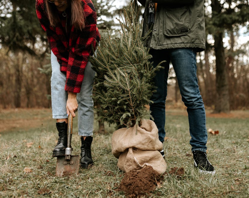 Couple planting a tree in a story about how to use your Christmas tree in the garden