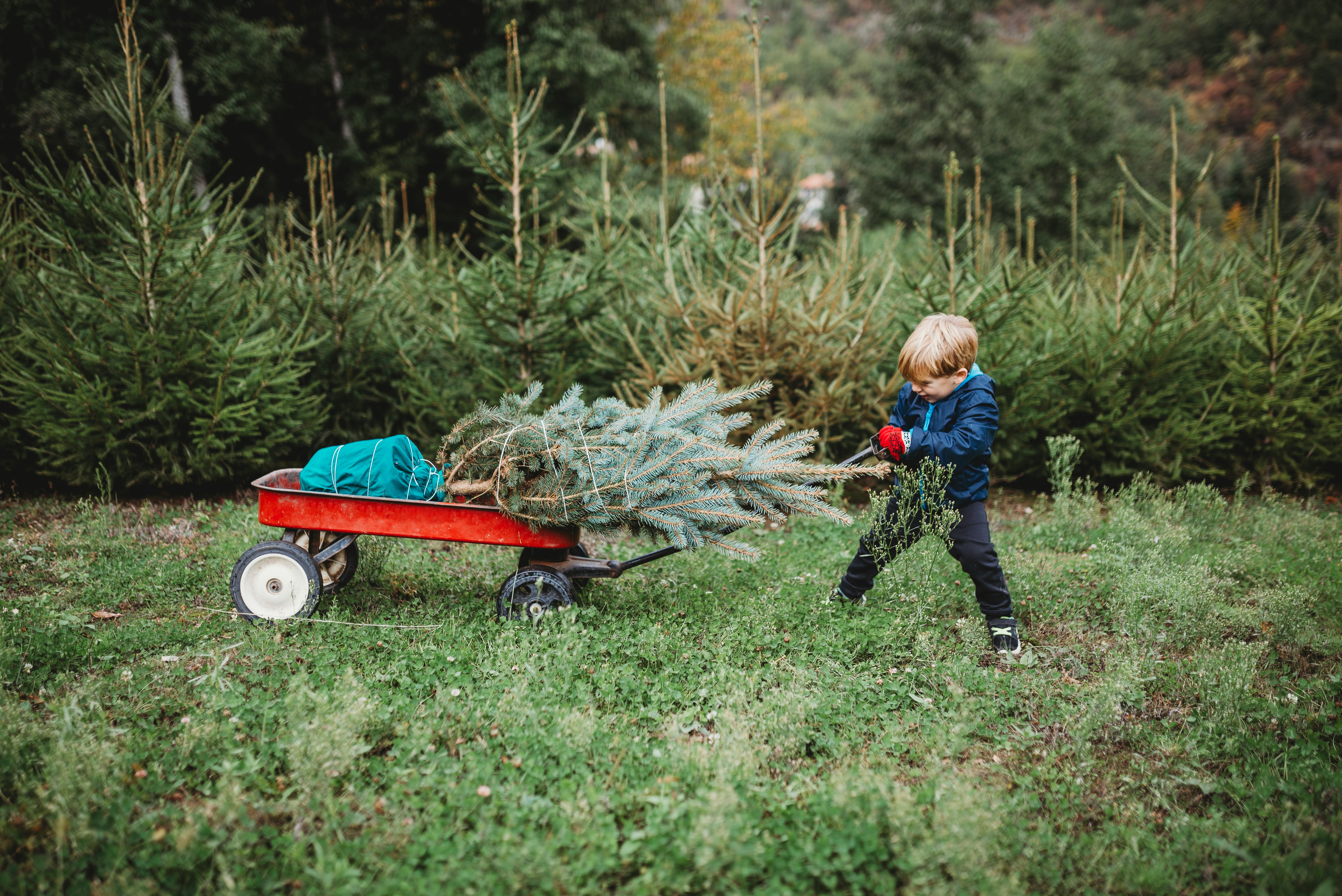 How To Reuse Your Christmas Tree In Your Garden