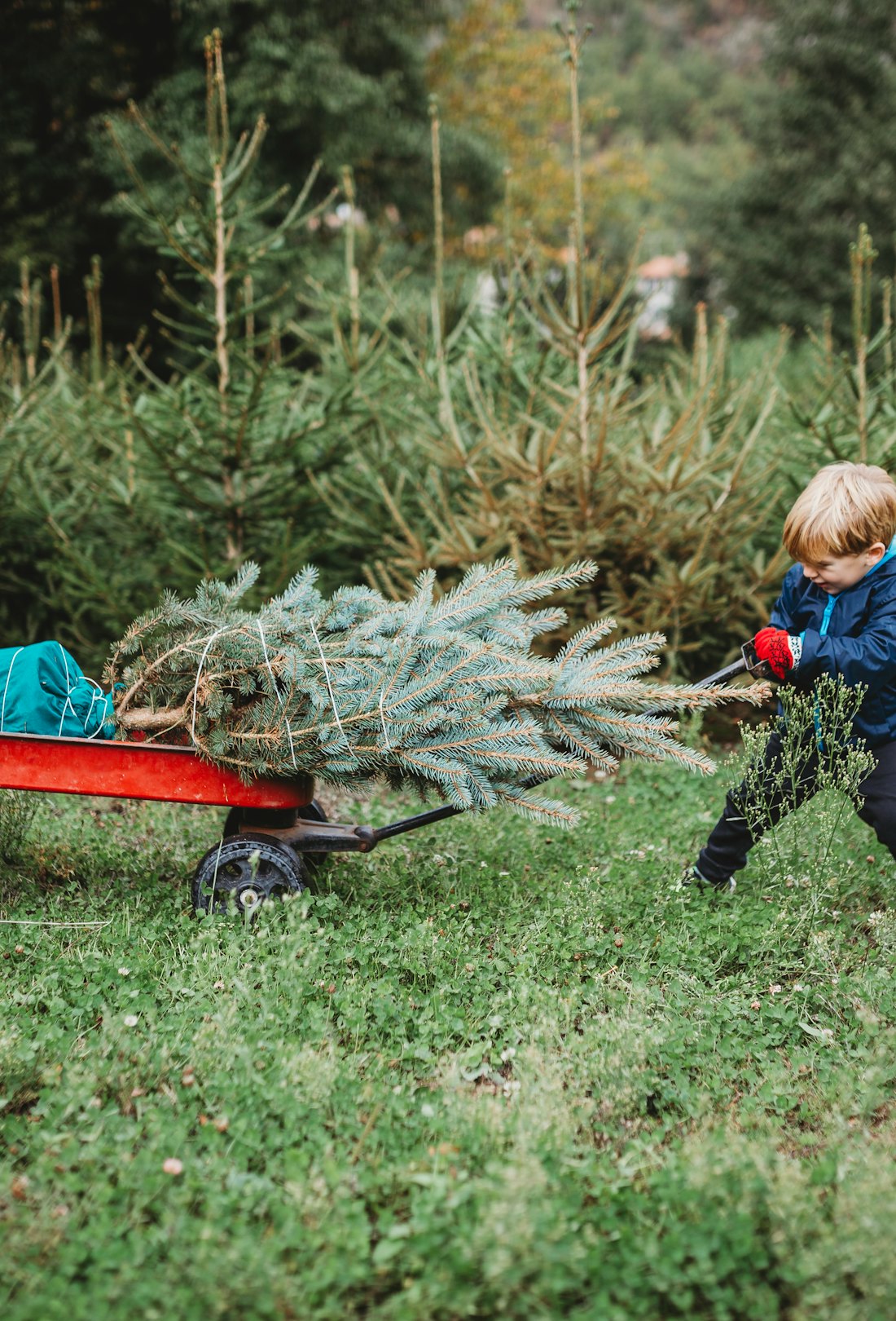 Child pulling tree in wagon in a story about how to use your Christmas tree in the garden