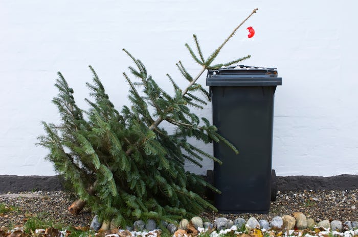 Christmas tree leaning on trash can in a story about how to use your Christmas tree in the garden