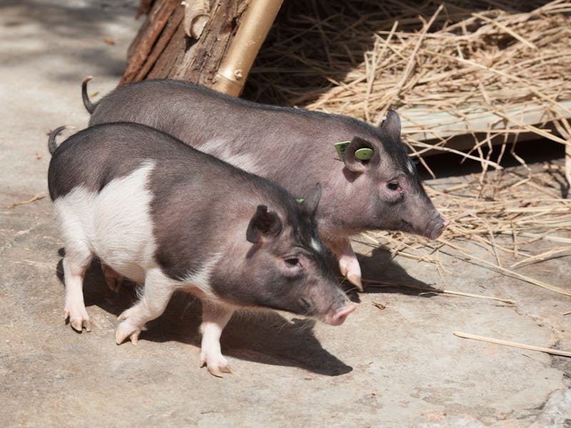SHENZHEN, CHINA - MARCH 27: Mini pigs cloned by Shenzhen Huada Gene Research Institute (BGI) make de...