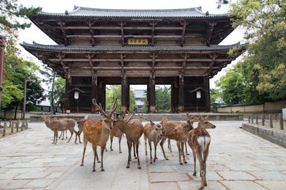 NARA, JAPAN - 2014/05/22: Nandaimon Gate is a large wooden gate with two fierce looking statues over...