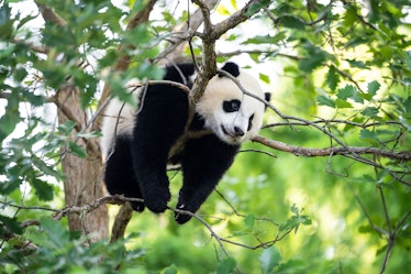 WASHINGTON, DC - MAY 20: 9-month-old male giant panda cub Xiao Qi Ji climbs in a tree at the Smithso...