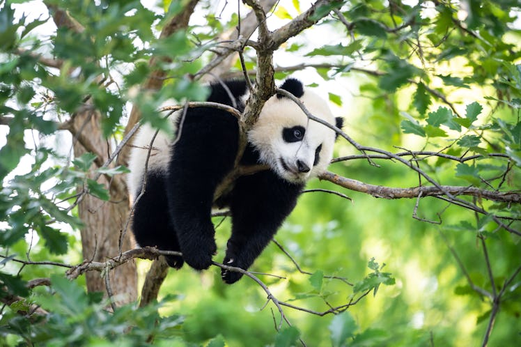 WASHINGTON, DC - MAY 20: 9-month-old male giant panda cub Xiao Qi Ji climbs in a tree at the Smithso...