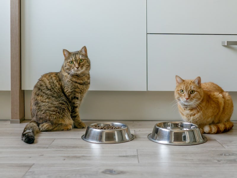 Two beautiful cats in the kitchen near bowls of dry cat food. Cats look at the camera.