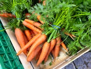 Carrots for sale at street market at old town of Biel, Bern canton, Switzerland
