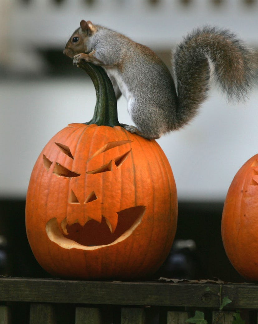 WASHINGTON - OCTOBER 25:  A squirrel stands on a pumpkin carved into a Halloween jack-o'-lantern Oct...