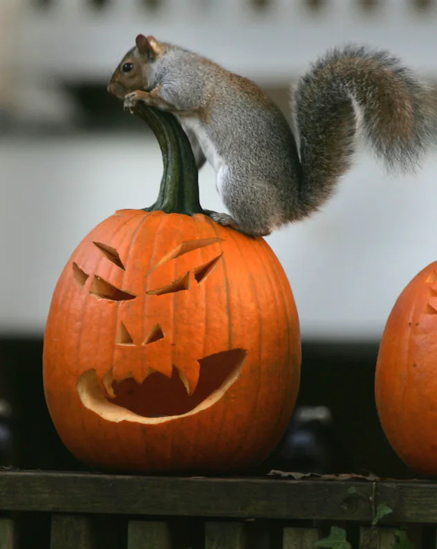 12 Easy Pumpkin Carving Ideas For Kids & Their Non-Artistic Parents