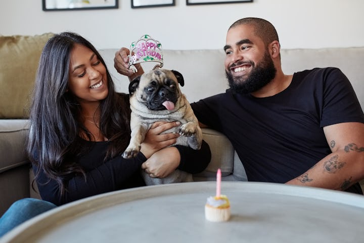 Happy birthday, celebration and couple with dog in a living room with cupcake, love and bonding at h...