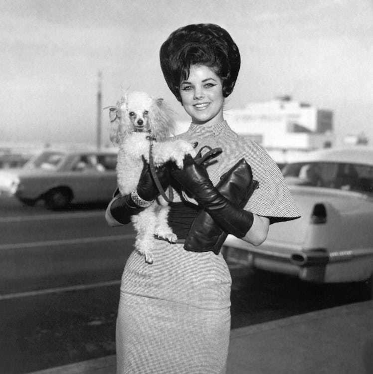 Rock and roll singer Elvis Presley's wife, Priscilla Beaulieu Presley, with her dog, Honey, 