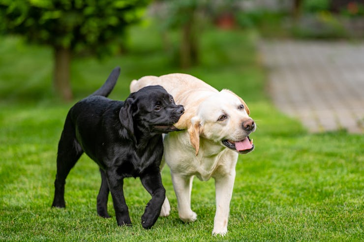 Black Labrador puppy playing with her mom on grass in back yard