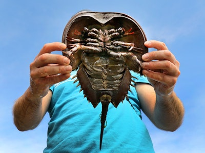 Cape Cod, MA - June 30: Mass Audubons science coordinator Mark Faherty examines a horseshoe crab in ...