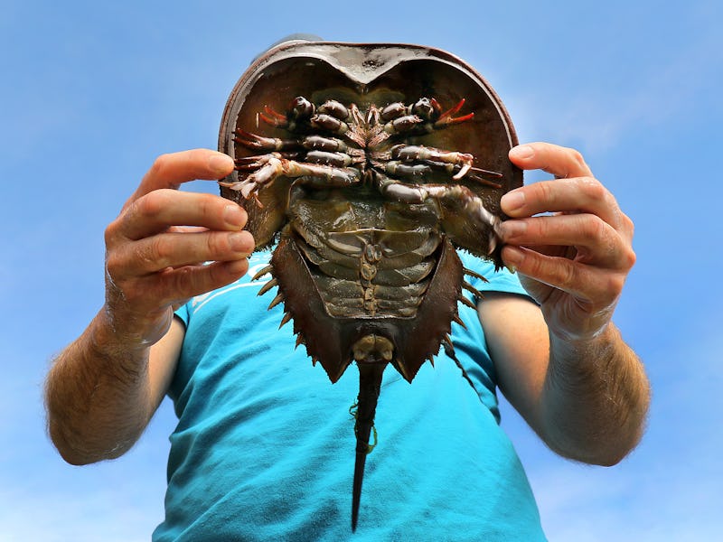 Cape Cod, MA - June 30: Mass Audubons science coordinator Mark Faherty examines a horseshoe crab in ...