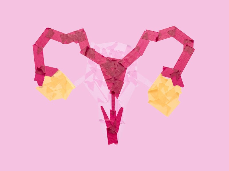 Female reproductive system: Ovary, fallopian tube, vagina, uterus
