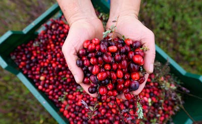 PRODUCTION - 26 October 2022, Lower Saxony, Gilten: Freshly harvested cranberries are held in the ha...