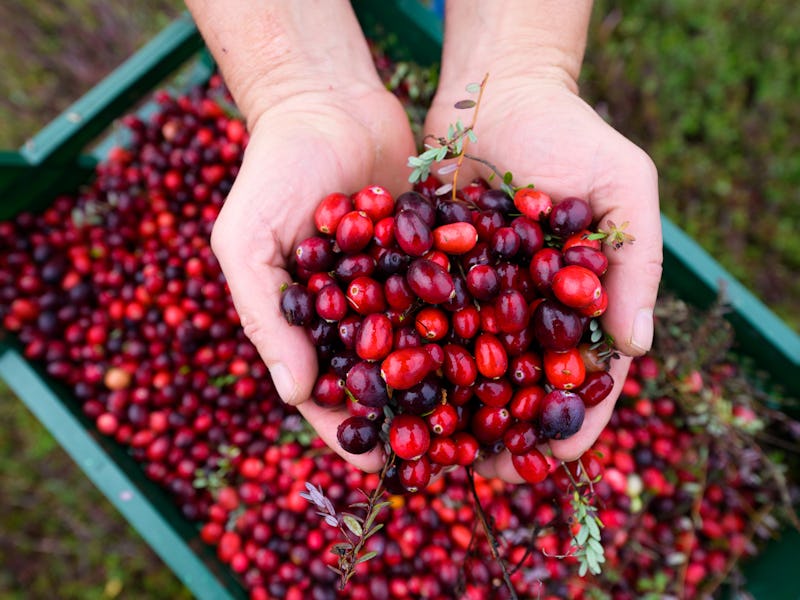 PRODUCTION - 26 October 2022, Lower Saxony, Gilten: Freshly harvested cranberries are held in the ha...