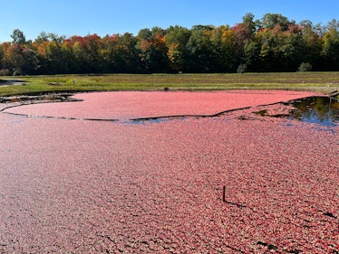Floating cranberries at the Johnston's Cranberry Marsh during the cranberry harvest in Bala, Ontario...