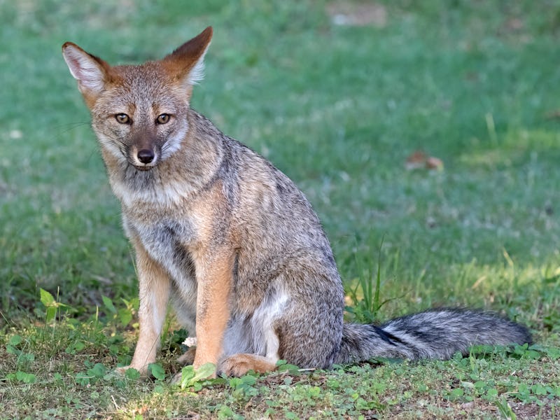 a pampas fox sitting in the grass