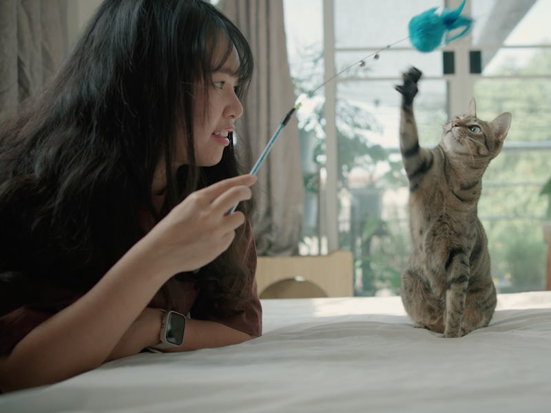 Woman playing a feather toy with cat in white bedroom. a cute cat looking curiously at a feather to...
