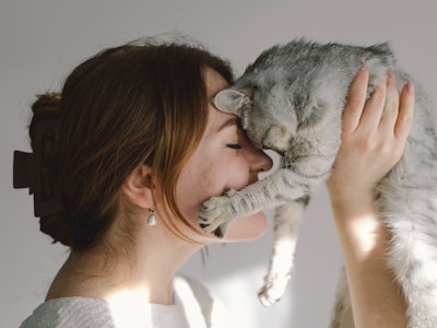 A woman enjoys her Scottish Straight cat. Concept pet health care and love for animals. Lifestyle an...