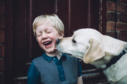 Golden Labrador pet dog licking laughing little boys face