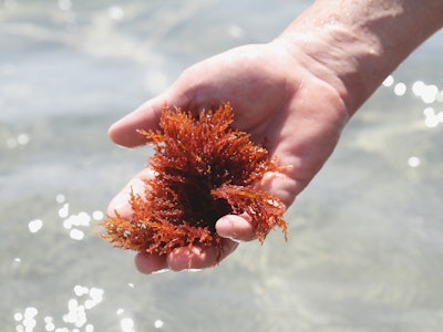 Close-up of hand holding seaweed at sea