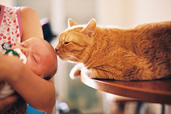a cat sniffs a baby, is that a sign she's stressed out by the baby?