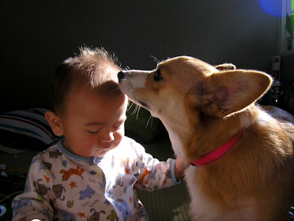 A corgi and a baby boy share a tender moment in the sun