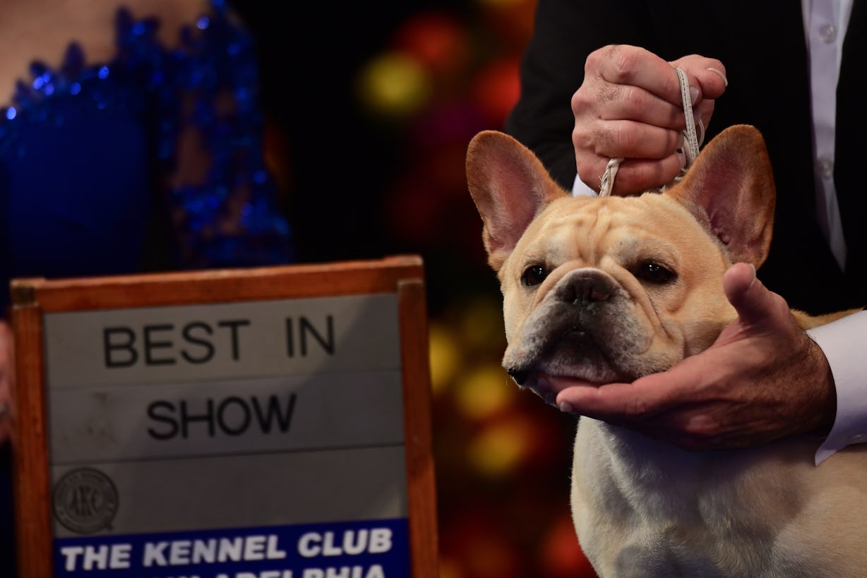 How To Watch The 2023 Thanksgiving Dog Show
