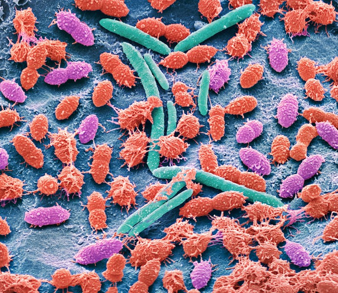 Faecal bacteria. Scanning electron micrograph (SEM) of bacteria cultured from a sample of human faec...