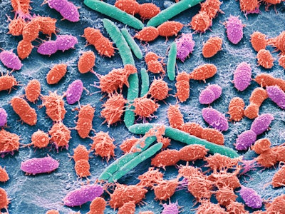 Faecal bacteria. Scanning electron micrograph (SEM) of bacteria cultured from a sample of human faec...