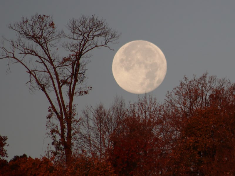 NEW JERSEY, USA - NOVEMBER 20: Beaver Moon sets at the town of Edgewater, New Jersey, United States ...