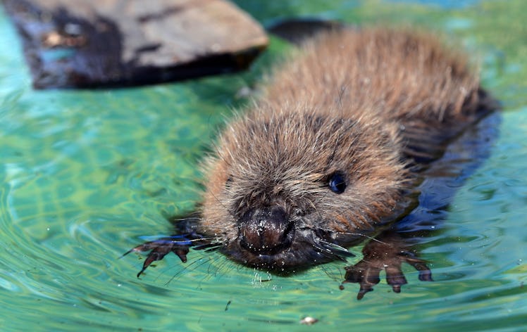Three-month-old beaver 'Momo'swims in the pool of the wild animal facility in Klein Offenseth-Sparri...