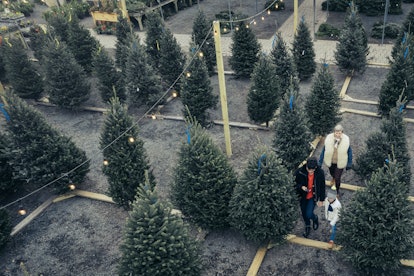 Family walking through Christmas tree farm, in a story about the history of the christmas tree.
