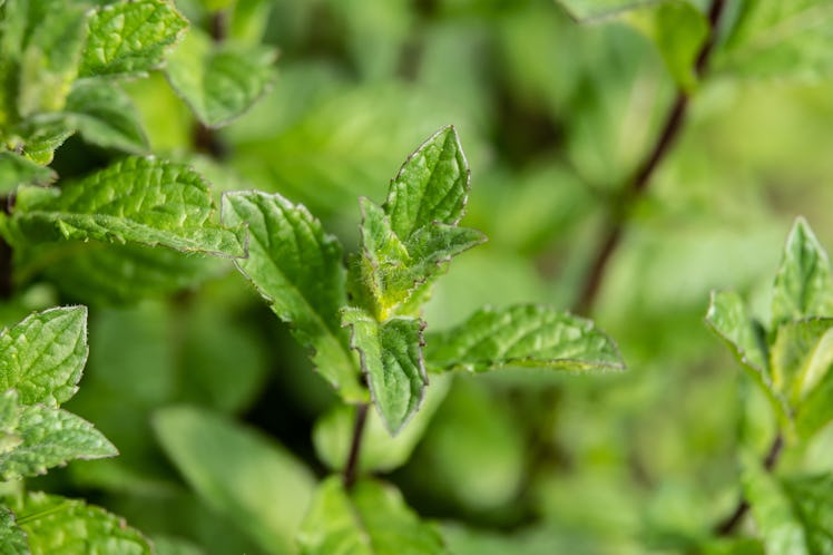 26 April 2022, Baden-Wuerttemberg, Rottweil: Peppermint grows in a garden Photo: Silas Stein/ (Photo...