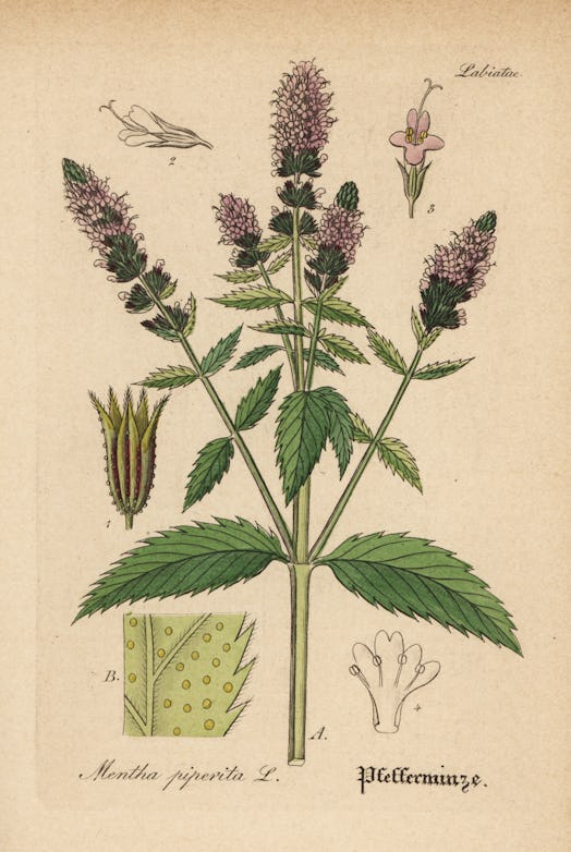 Peppermint, Mentha piperita. Handcoloured copperplate engraving from Dr. Willibald Artus' Hand-Atlas...